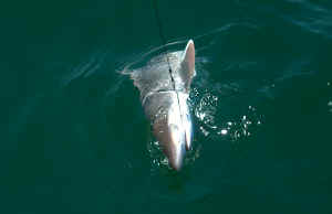 shark photos