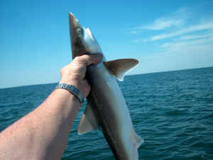 shark photos