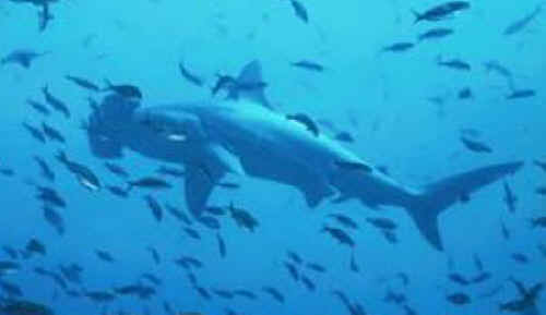 shark photos