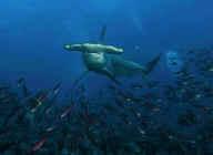 shark photos