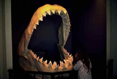 shark photos