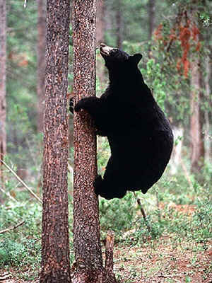 bear climbing a tree