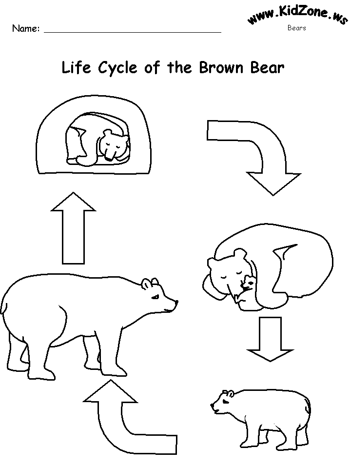 Bear Worksheets Life Cycle Of A Brown Bear no Words 