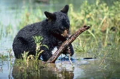 bear cub