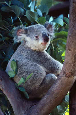 koala