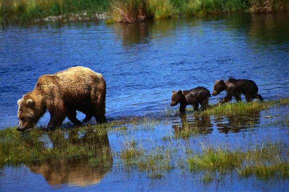 bear with cubs