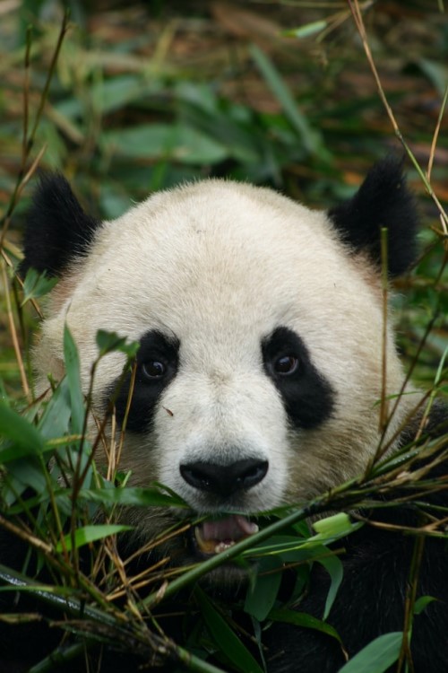 baby pandas