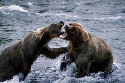 bears fighting
