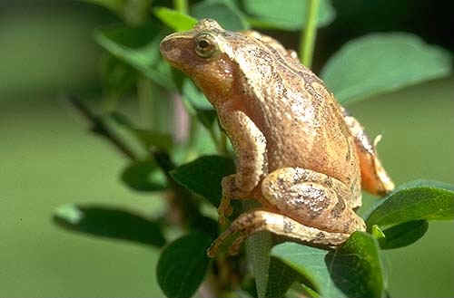 spring peeper frog