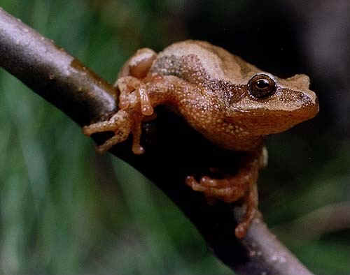 spring peeper frog