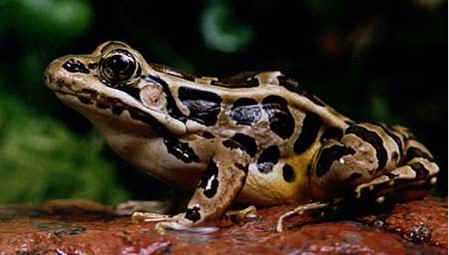 pickerel frog