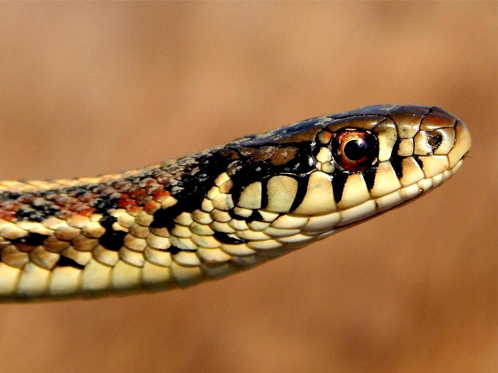 Garter Snake