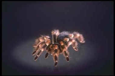 spiders
