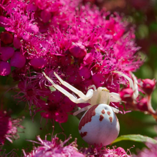 goldenrod crab spider