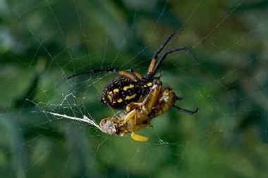 spider soup