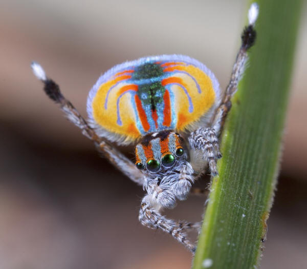 Peacock spider