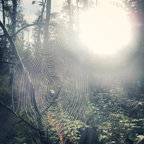 spider web