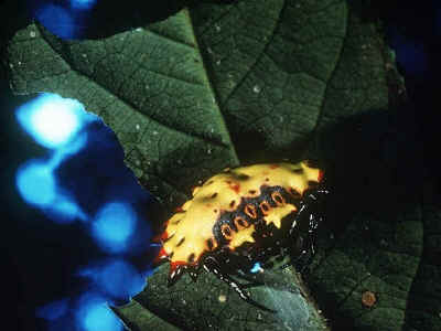yellow crab spider