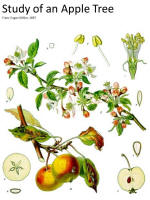 botanical print