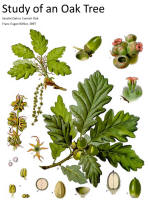 botanical print