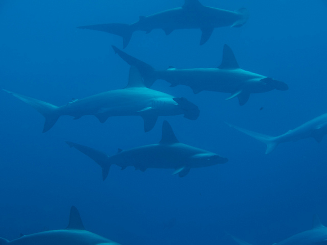 hammerhead sharks