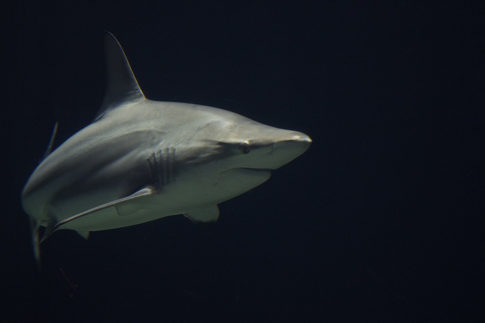 Blacktip reef shark