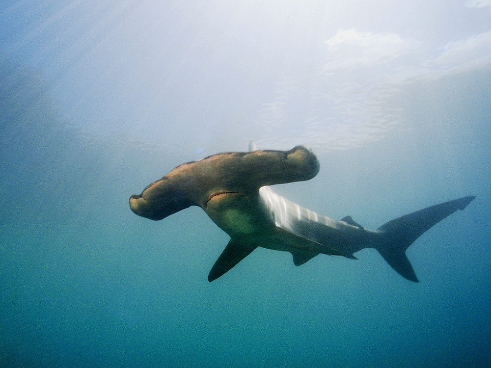 Scalloped Hammerhead Shark