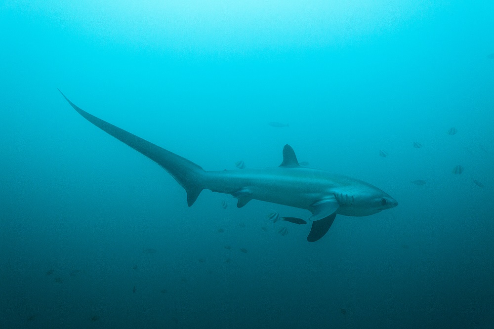 Thresher Shark