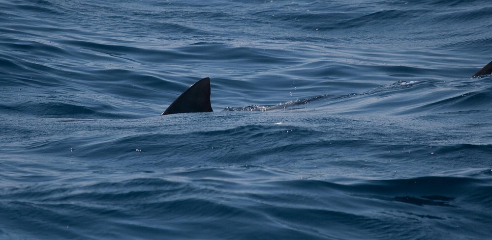Tiger Shark