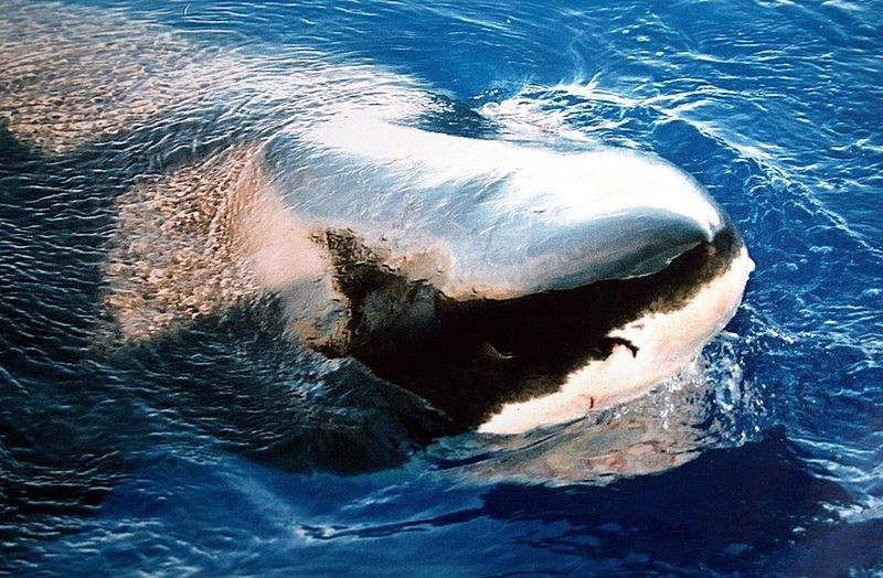 great white shark
