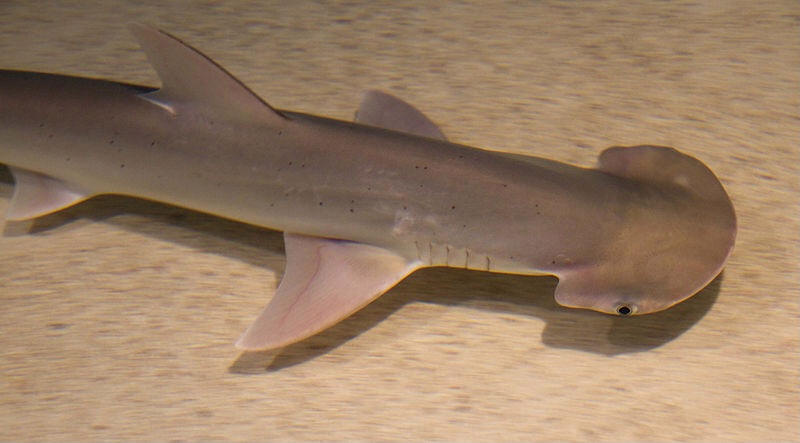 hammerhead shark