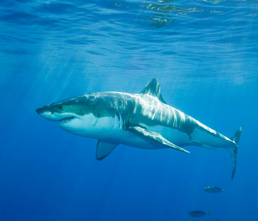great white shark photo