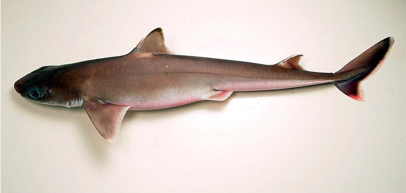Cuban Dogfish - U.S.  National Oceanic and Atmospheric Administration, taken or made during the course of an employee's official duties