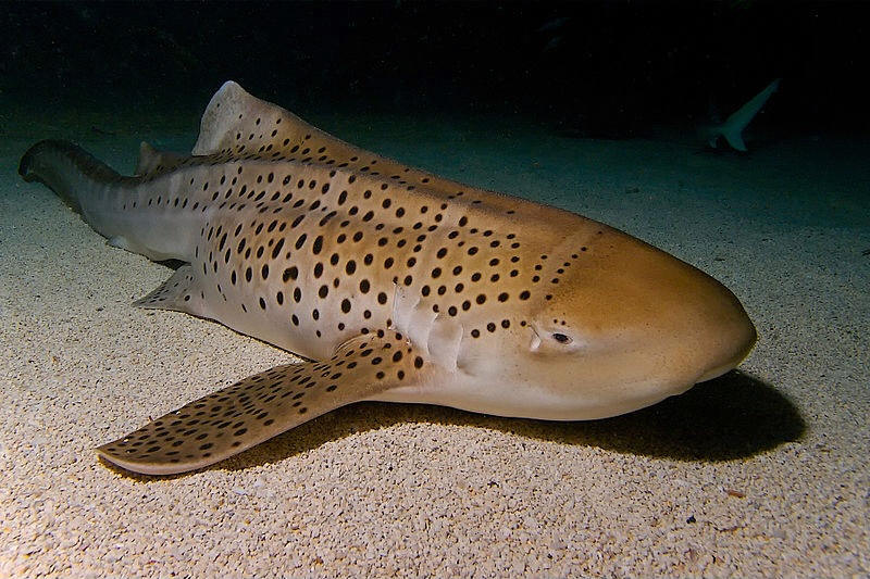 zebra shark at the National Aquarium