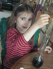 colored carnations science experiment